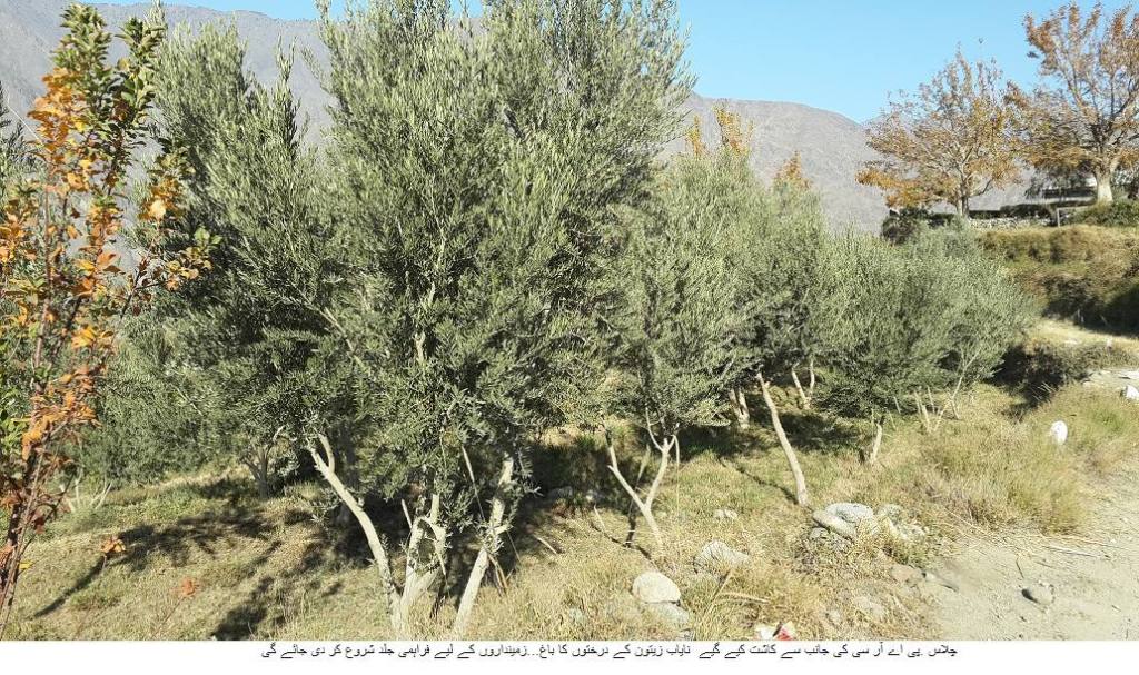 10834762_779525982114864_15626286_o