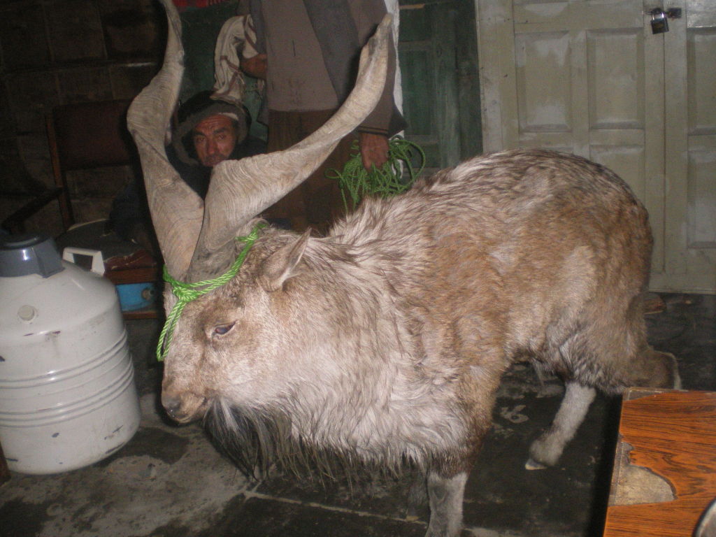 پہاڑی پر پھنسے بیمار ماخور کر مقامی افراد اور محکمہ تحفظ جنگلی حیات نے مرنے سے بچالیا 