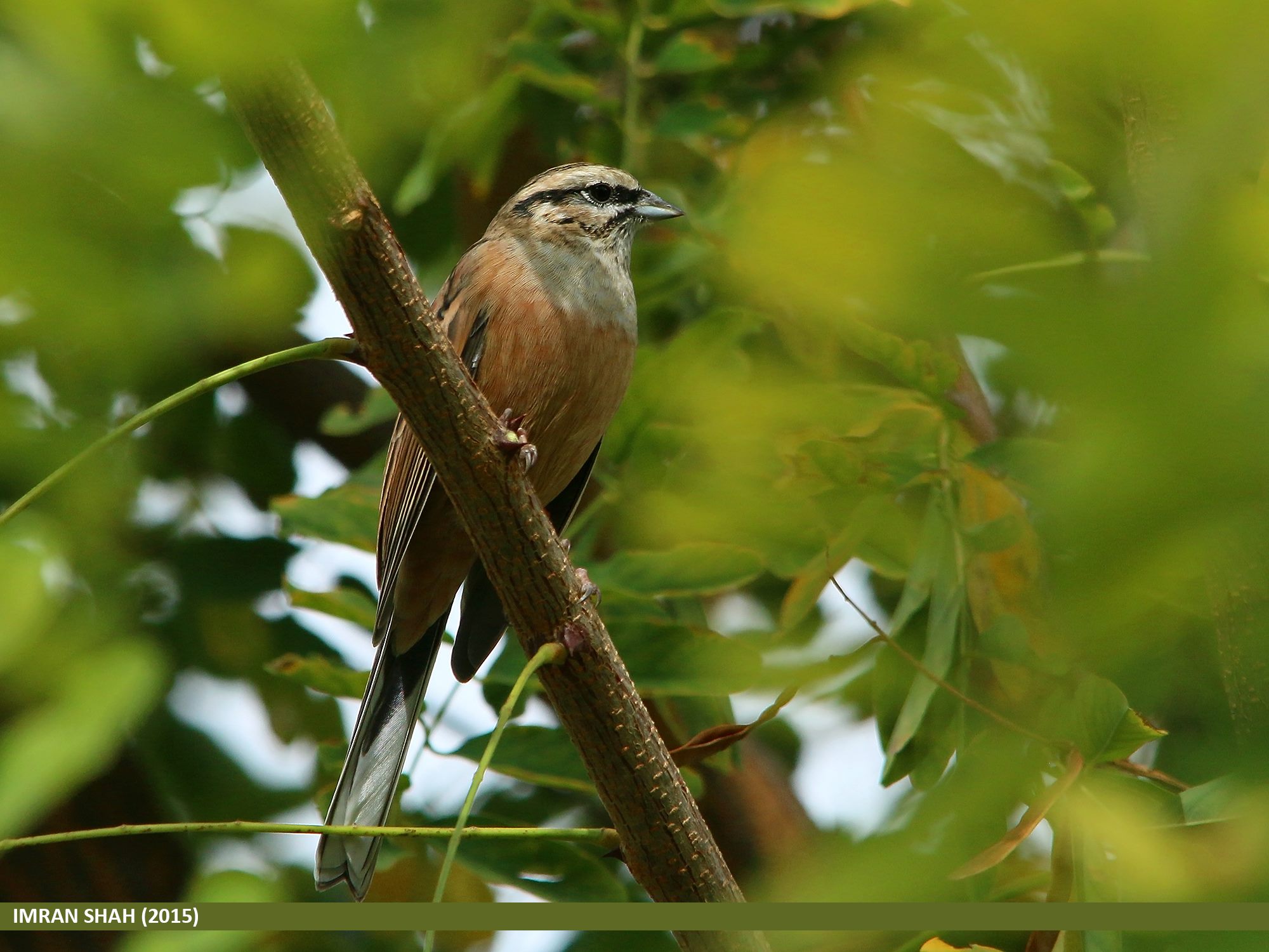 Rock Bunting (Emberiza cia) captured at Jutial, Gilgit, Gilgit-Baltistan, Pakistan