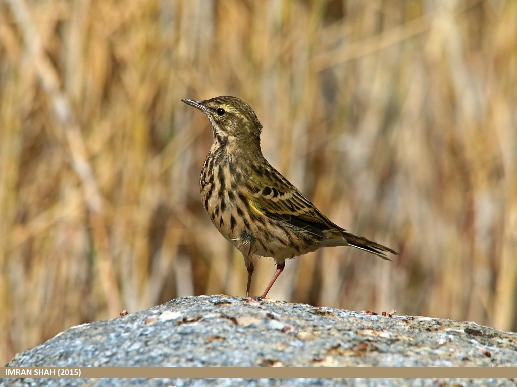 Rosy Pipit (Anthus roseatus) captured at Borit, Gojal, Gilgit-Baltistan, Pakistan
