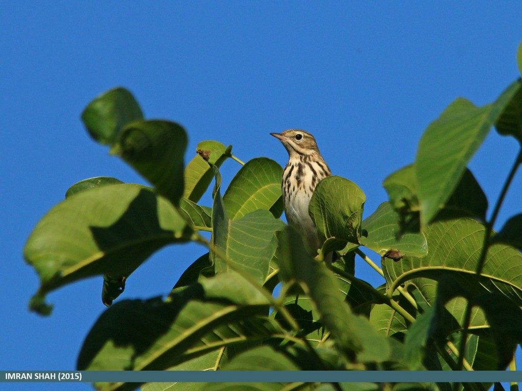 Tree Pipit (Anthus trivialis) captured at Aliabad, Hunza, Gilgit-Baltistan, Pakistan