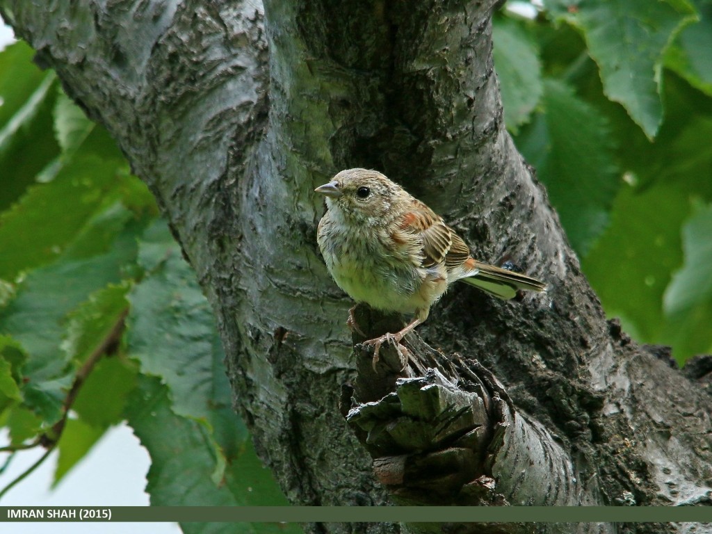 White-capped Bunting (Emberiza stewarti) captured at Jutial, Gilgit, Gilgit-Baltistan, Pakistan