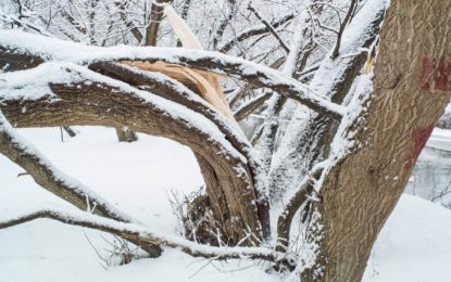 گانچھے : برف باری سےدو ہزار سے زائد درختوں کو نقصان پہنچا