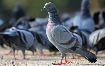 زہر کی وجہ سے پچاس سے زائد پالتو کبوتروں کی ہلاکت، مالک نے مقدمہ درج کروالیا