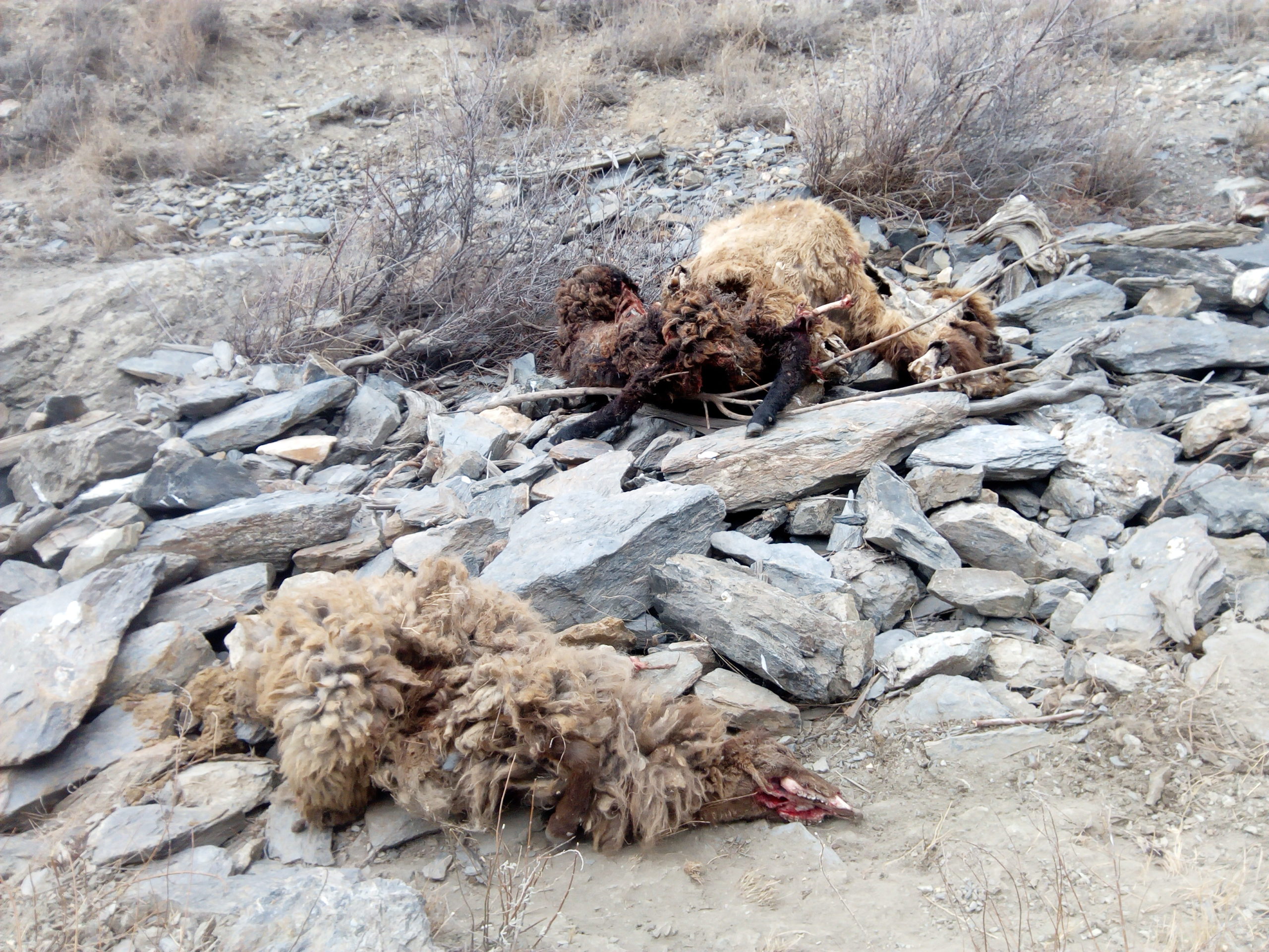 چھلت کے سرمائی چراگاہ میں چیتے نے تباہی مچادی، 14 مویشی ہلاک