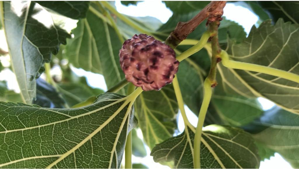 گلگت بلتستان میں ہزاروں ٹن شہتوت ہر سال ضائع ہوجاتا ہے